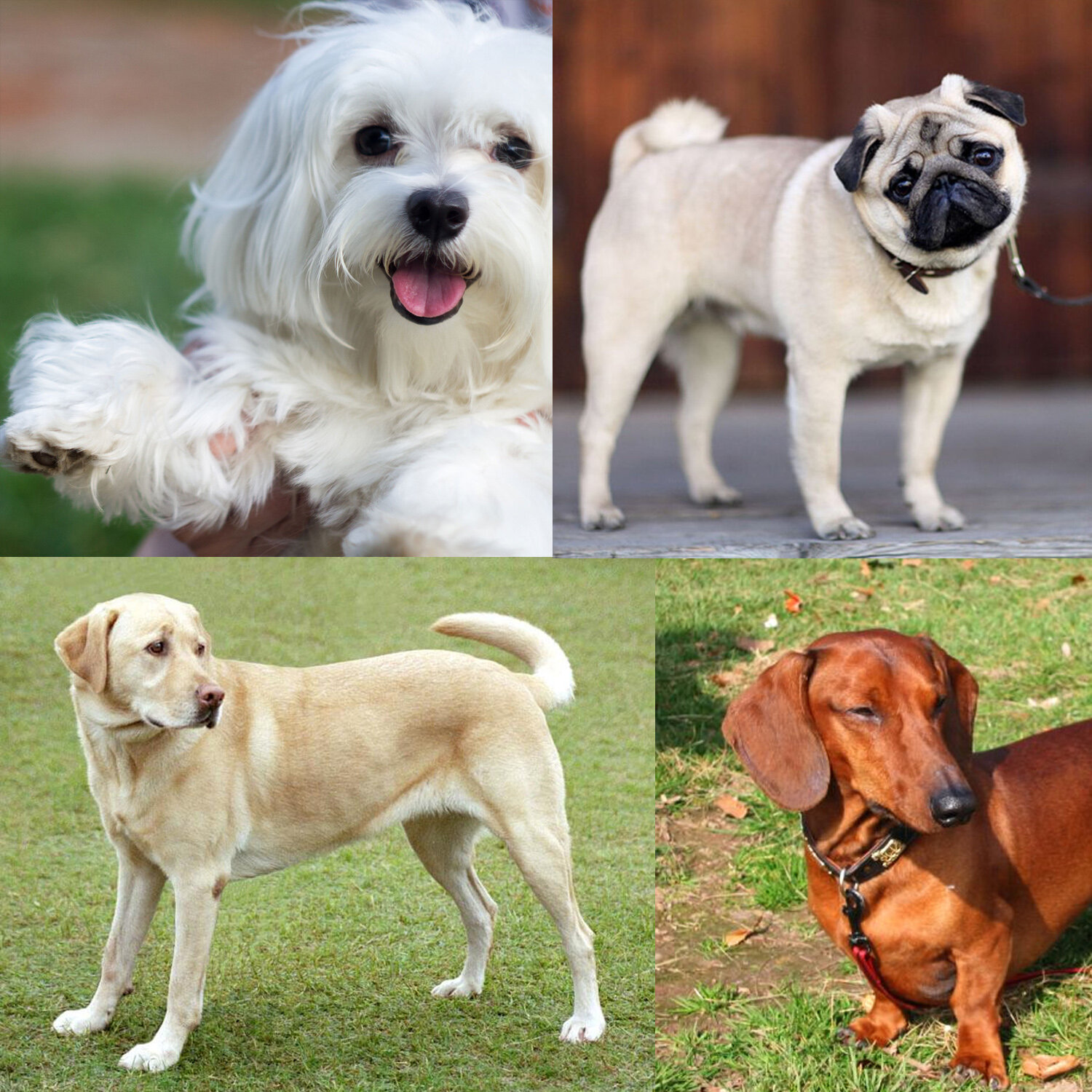 Different dog breeds